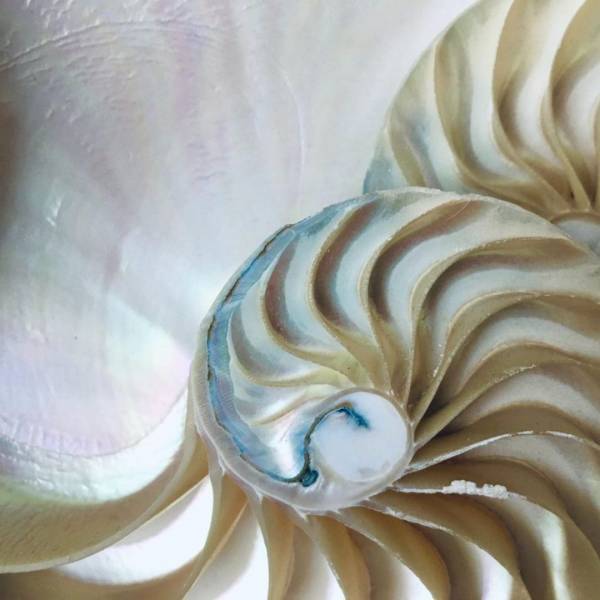 An example of the Fibonacci sequence in nature. A seashell.