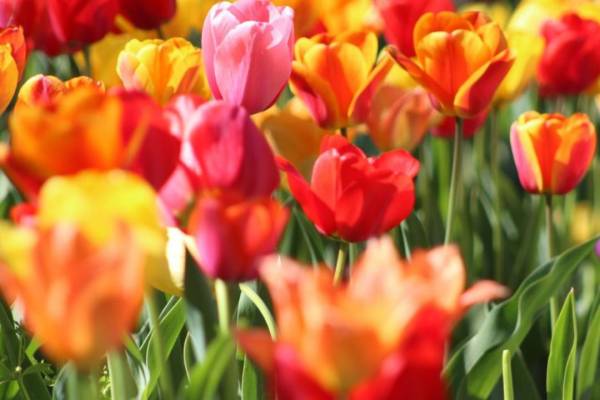 Many flowers in different colours, they look like tulips in a meadow. They are red, yellow and pink.