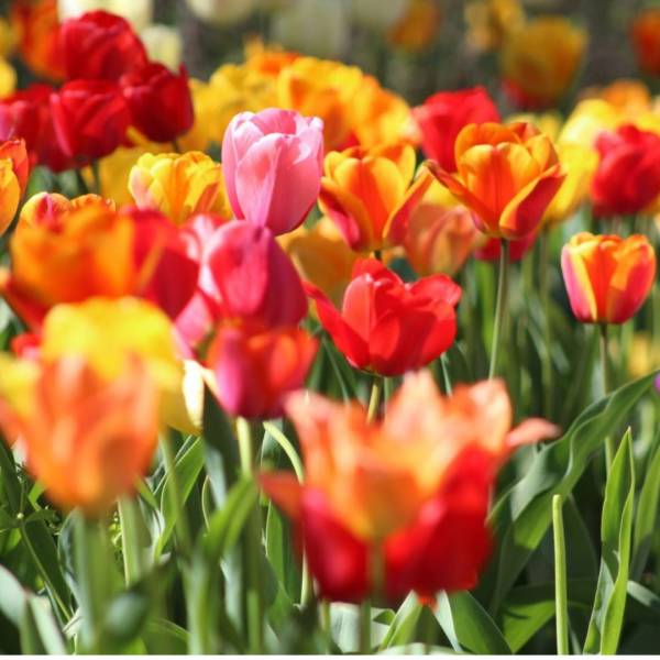 Many flowers in different colours, they look like tulips in a meadow. They are red, yellow and pink.