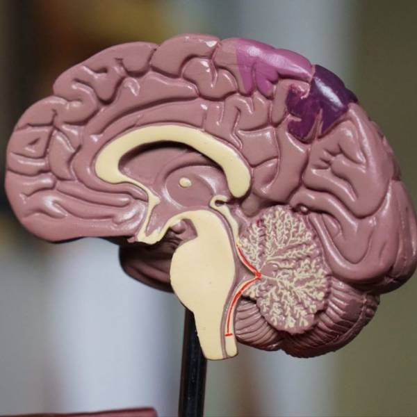 A model of the cross-sectional view of a brain, showing many of the different parts.