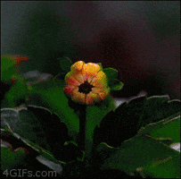 How Do Plants Know It’s Spring? - blooming gif 1 | Stemettes Zine