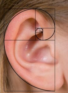 human ear fibonacci | Stemettes Zine