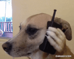 Meet Jennifer Wallace - dog on phone gif | Stemettes Zine
