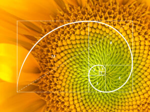 Fibonacci in nature - sunflower | Stemettes Zine