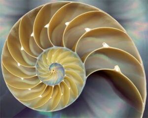 Fibonacci in nature - seashells | Stemettes Zine
