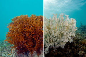 coral before and after | Stemettes Zine