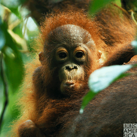 orangutan gif | Stemettes Zine