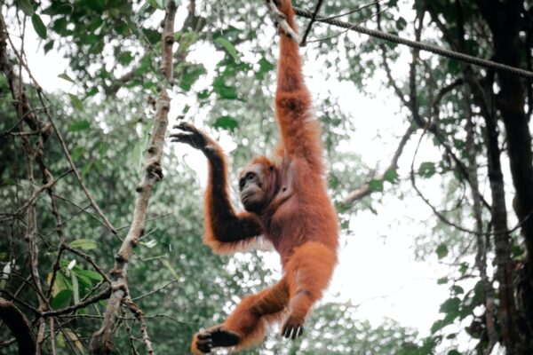 From Orangutans To Gorillas, The Wonderful, Wild World Of Primatology | Stemettes Zine