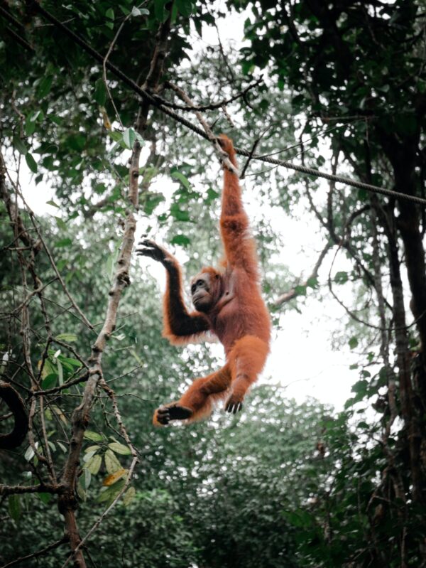 From Orangutans To Gorillas, The Wonderful, Wild World Of Primatology | Stemettes Zine