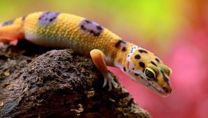 Leopard Gecko | Stemettes Zine