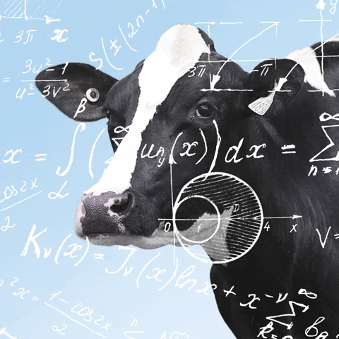 Cow with equations gif