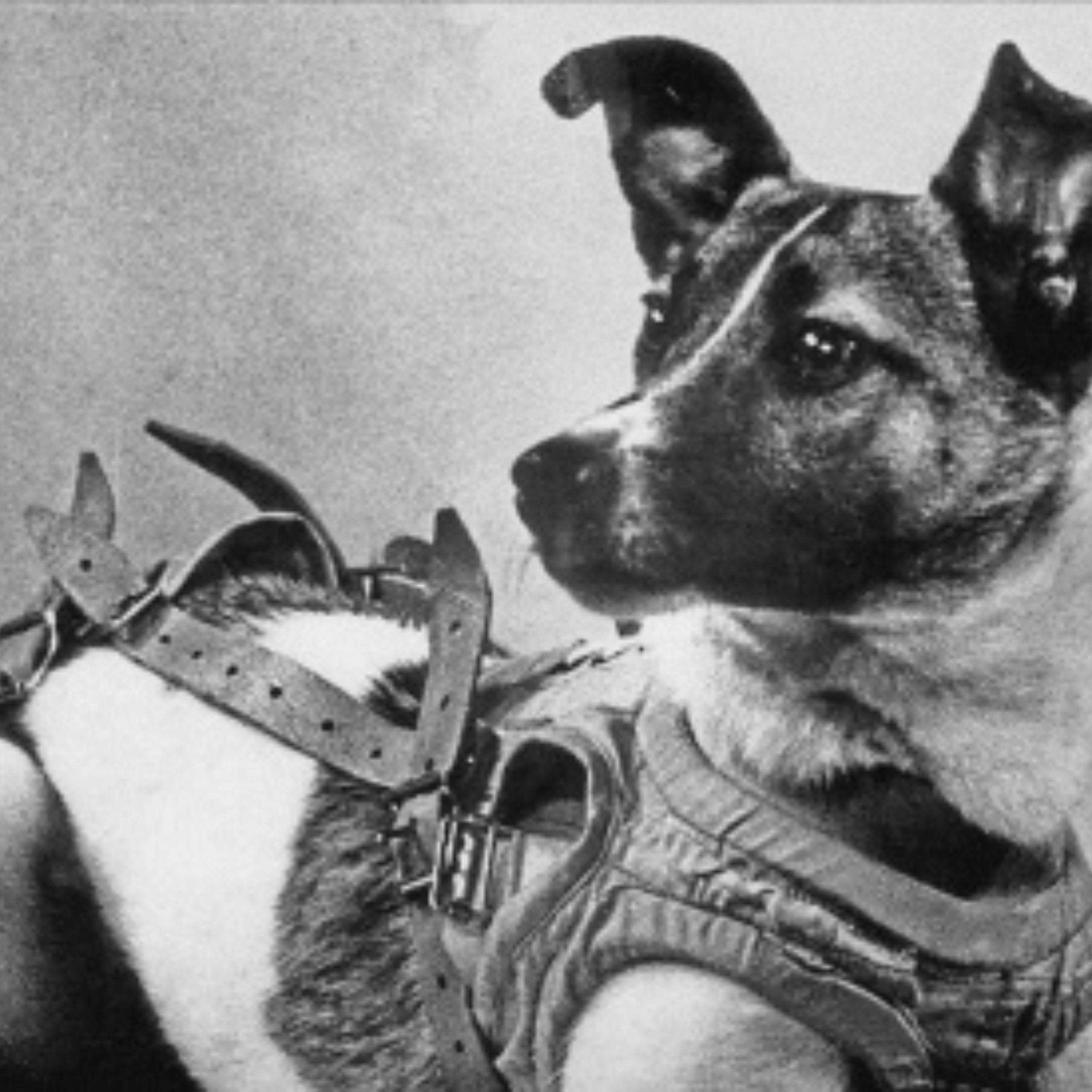 Laika: The Dog That Went To Space - The Stemettes Zine