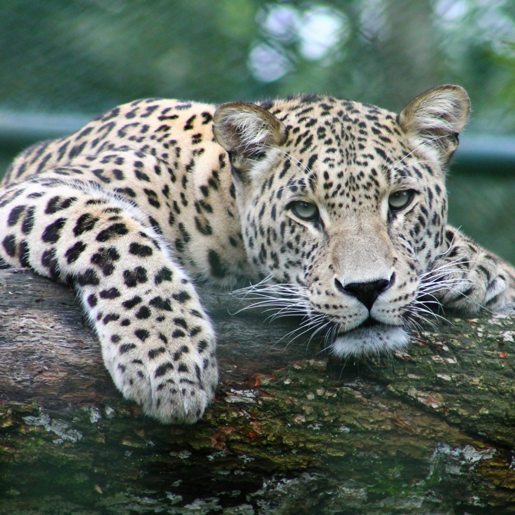 Shocking! 33 Species Vanished Because Of Cats? - 8jt2k3t
